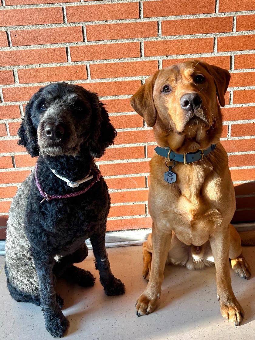 BildSchulhunde