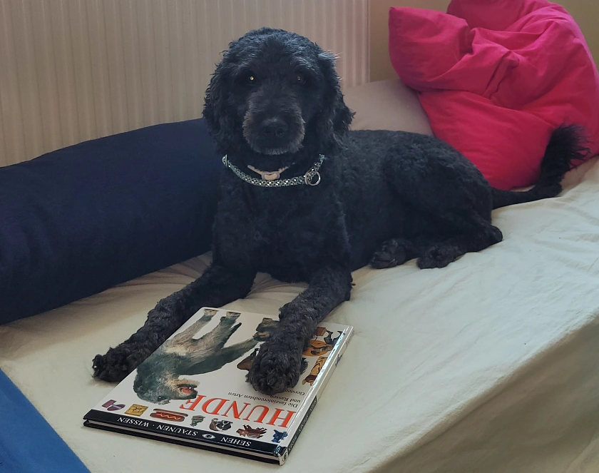 Schulhund mit Buch
